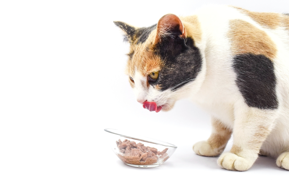 Cat eats wet food in a clear bowl and licks her lips