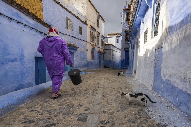 Cat following a person walking