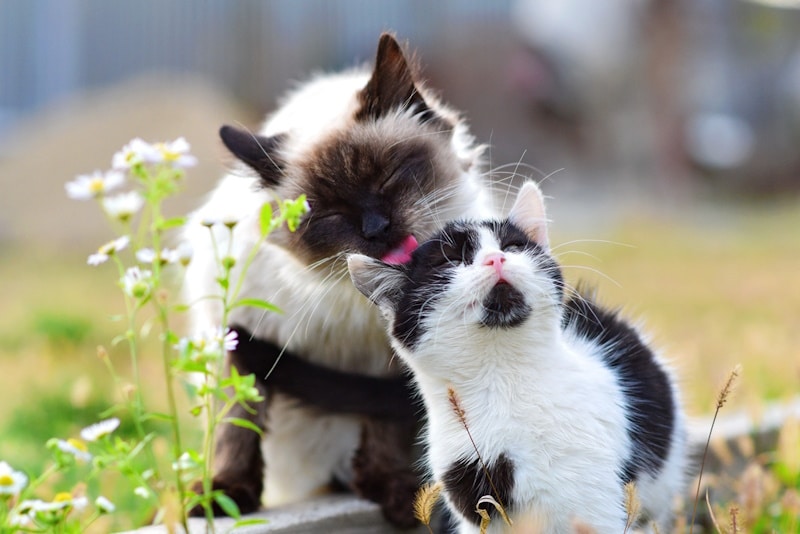 Cat groming a kitten in the garden