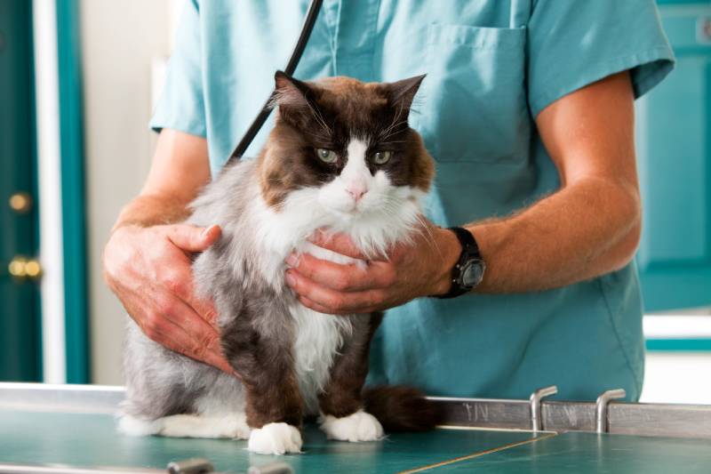 Cat having health check at small animal veterinary clinic