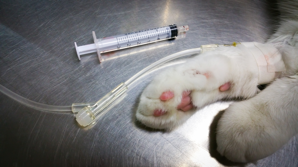 How Much Does It Cost to Euthanize a Cat? 2024 Price Guide Catster
