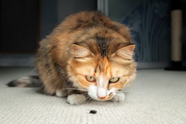 Cat hunting a fly