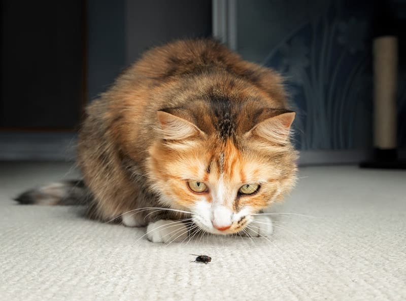 Cat hunting a fly