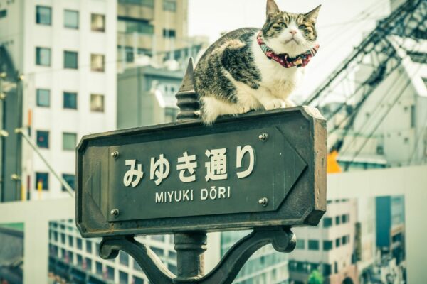 Cat on a signal in Japan