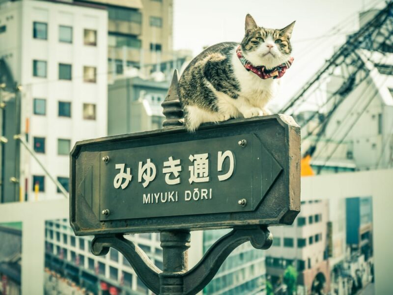 Cat on a signal in Japan