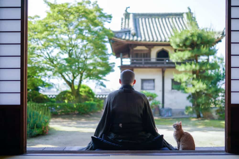 Cat in Japan with Buddhist