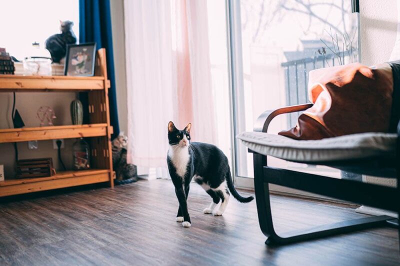 Tuxedo cat in a room