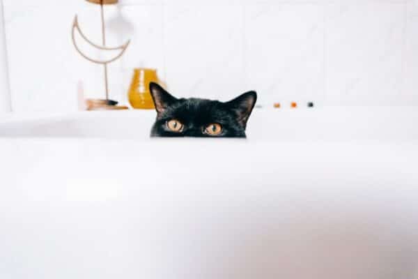 Cat in the tub peeking