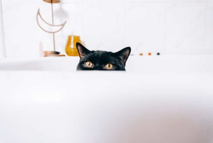 Cat in the tub peeking