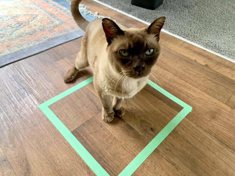 Cat inside a square made of tape