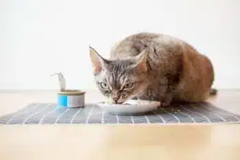 Cat-is-eating-canned-food-from-ceramic-plate-placed