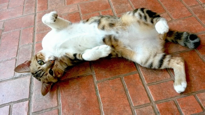 Cat laying on terra cota tiles