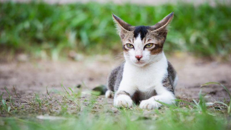 Cat laying on the grass with airplane ears