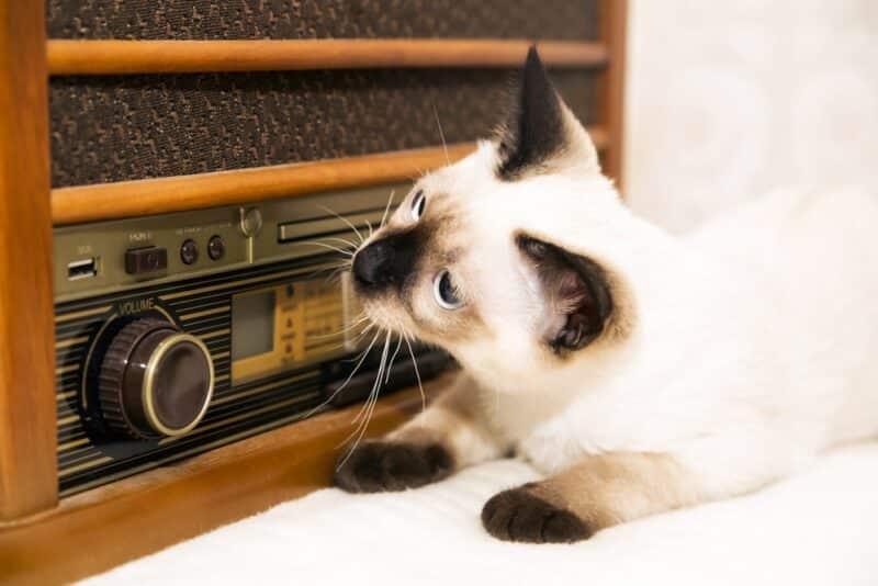 Cat listening to radio