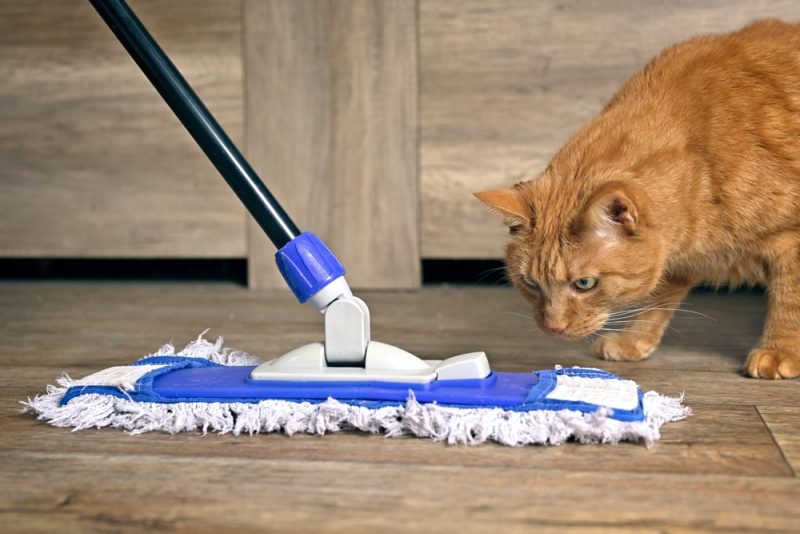 Cat looking at a mop