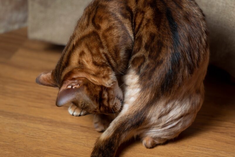 Cat losing a fur in its tail