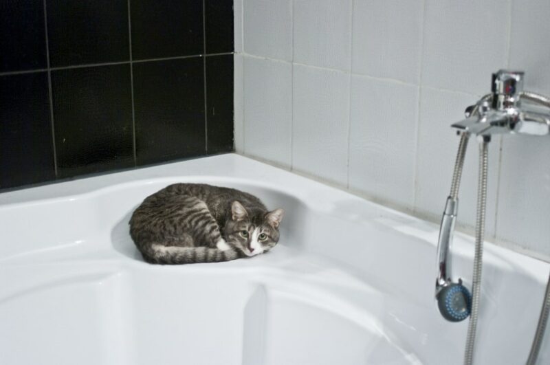Cat lounging in the bath tub