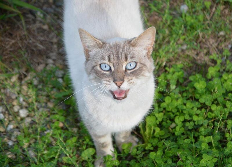 Cat meowing at you