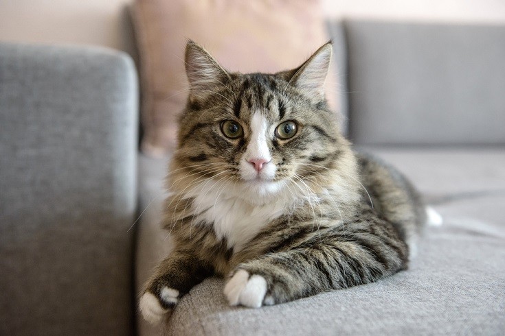 Cat on couch