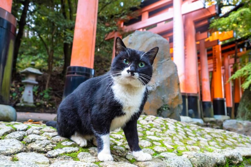 Cat on the background of the Japanese arches in Kyoto.