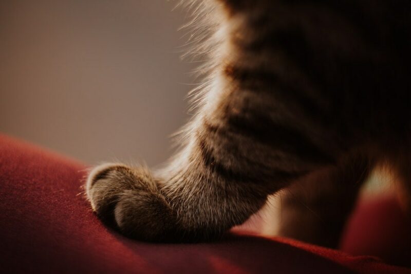Cat paw on a red fabri
