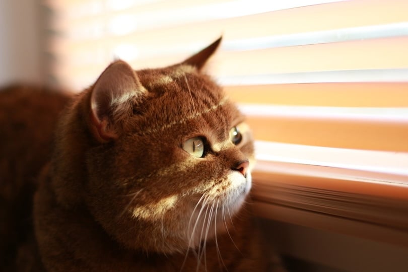 Cat peeking outside