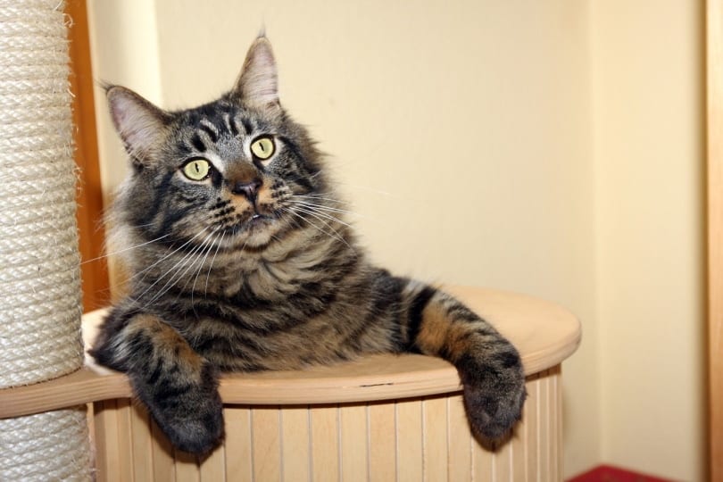 Cat playing in DIY Play area