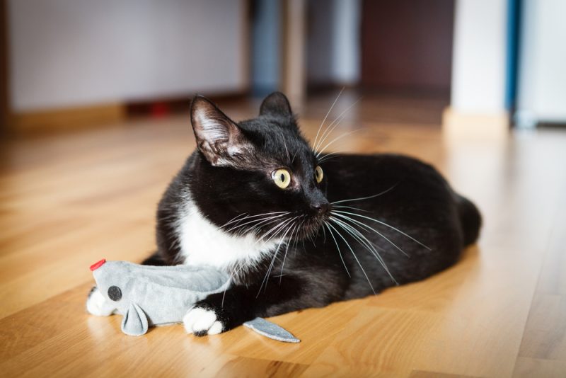 Cat playing with mouse-toy looking to the right