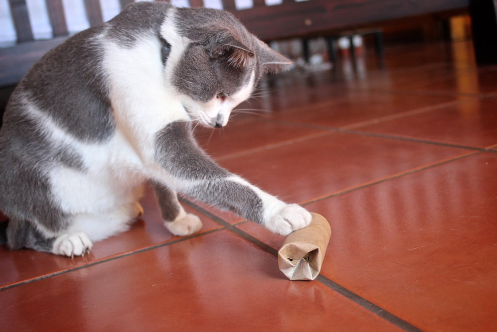 Cat playing with puzzle toy