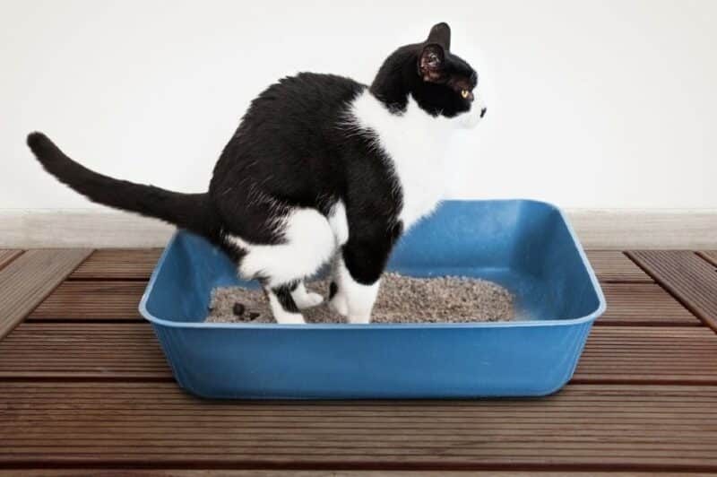 Cat poops
