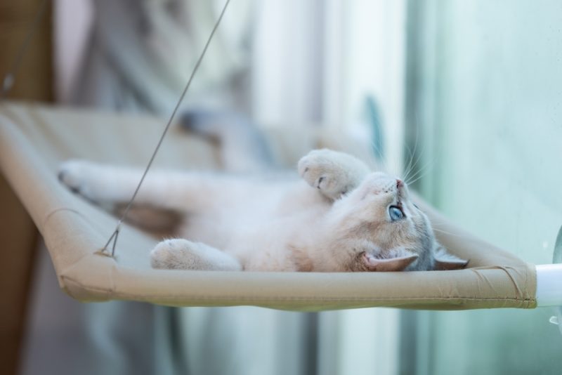 Cat relaxing on hanging cat bed