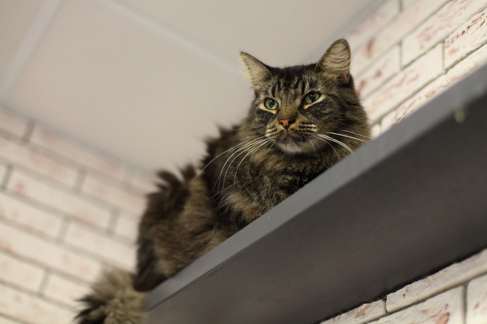 Cat sits on a shelf