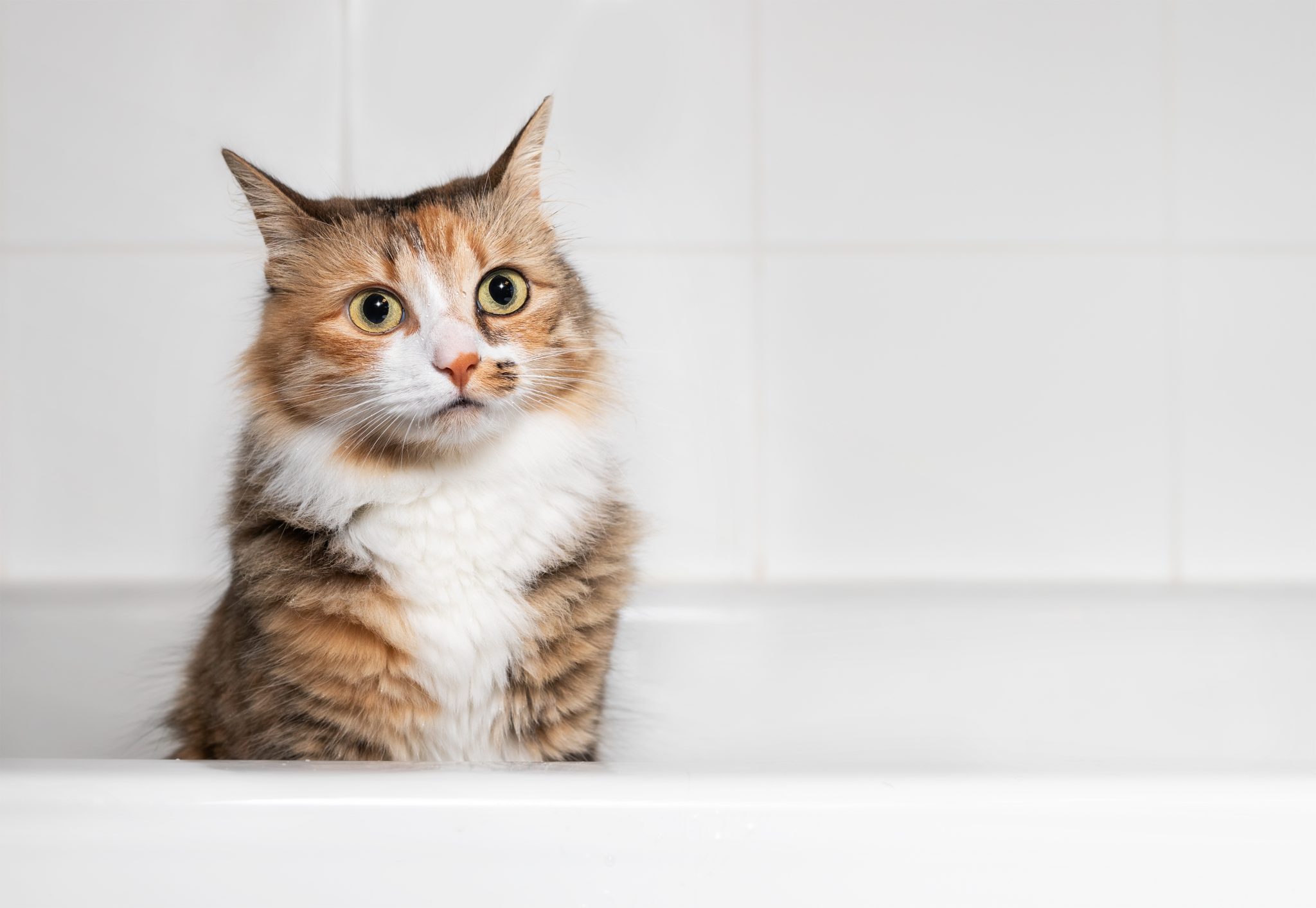 Cat sitting in bathtub after playing with water, front view