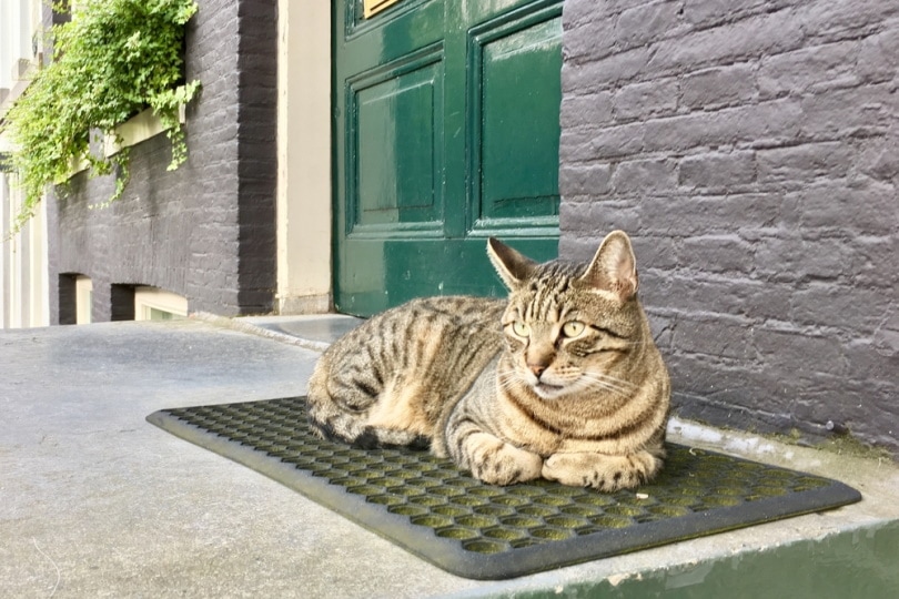 Cat-sitting-on-an-outdoor-heated-mat