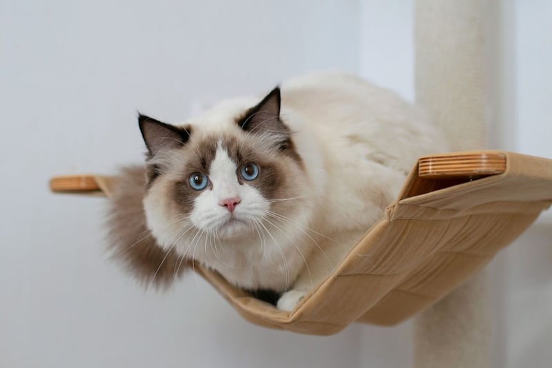 Cat sitting on cat shelf