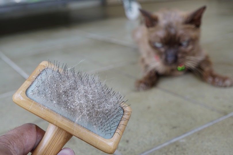 Cat skin and hair on brush_photong_Shutterstock