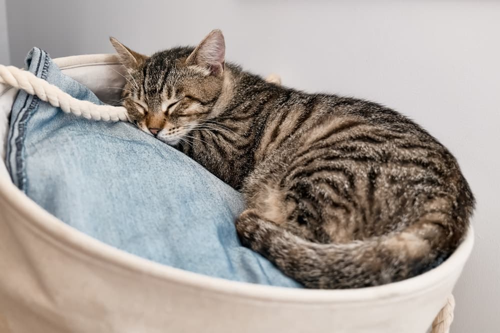 Cat sleeping on top of laundry basket