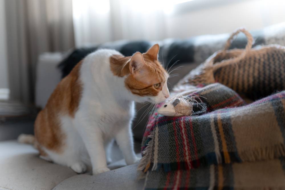 Why Does Your Cat Bring You Gifts? 6 Common Reasons Catster