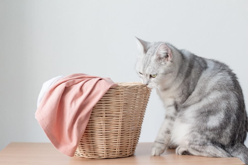 Cat smelling laundry basket