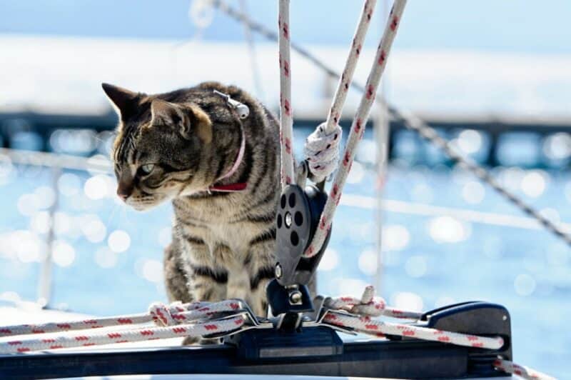 Cat standing on boat jig