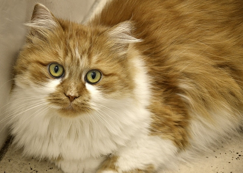 Cat staring at the camera
