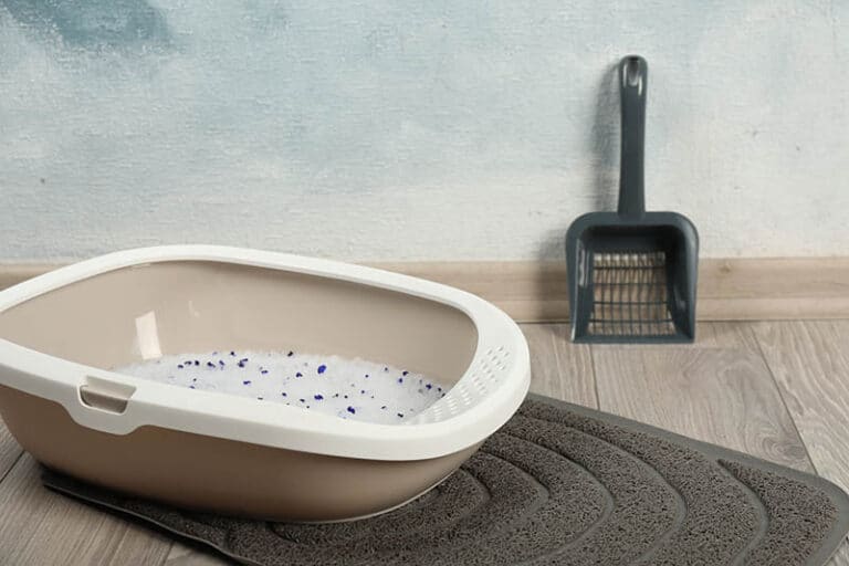 Is Silica Cat Litter Safe for Cats? VetApproved Pros, Cons & FAQ Catster