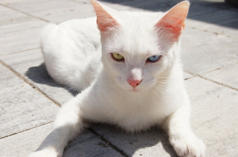 Cat with Heterochromia sitting on concrete floor