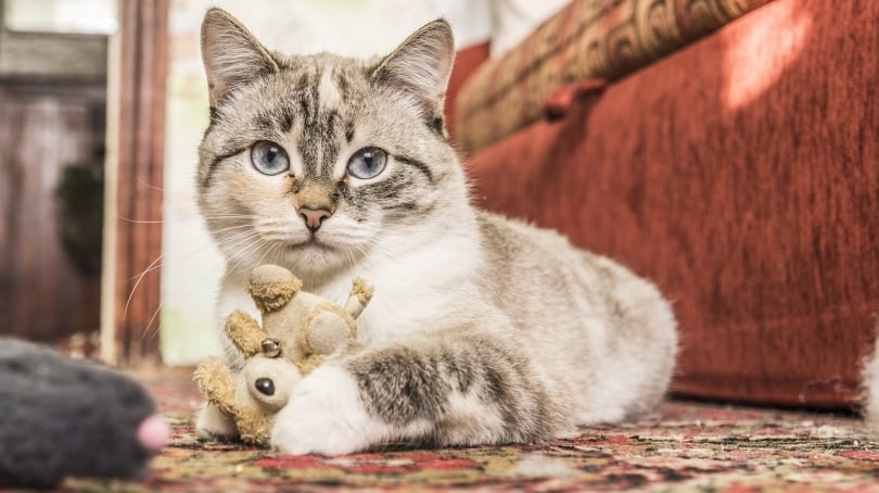Cat with a toy on a rug