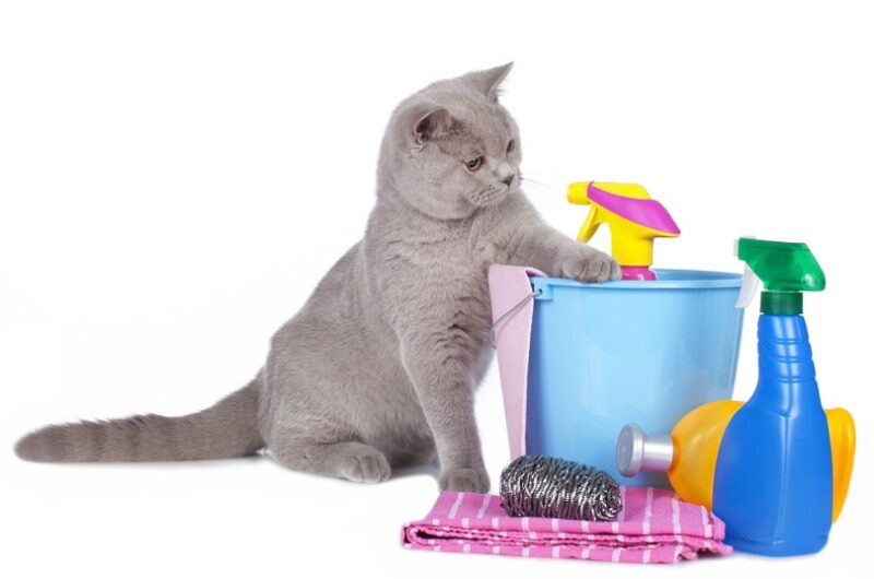 Cat-with-cleaning-equipment_absolutiamges_shutterstock