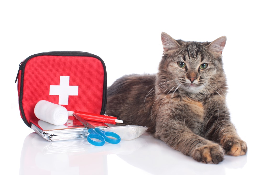 Cat with first aid kit