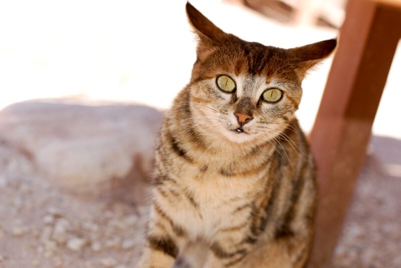 Cat with green eyes in a desert