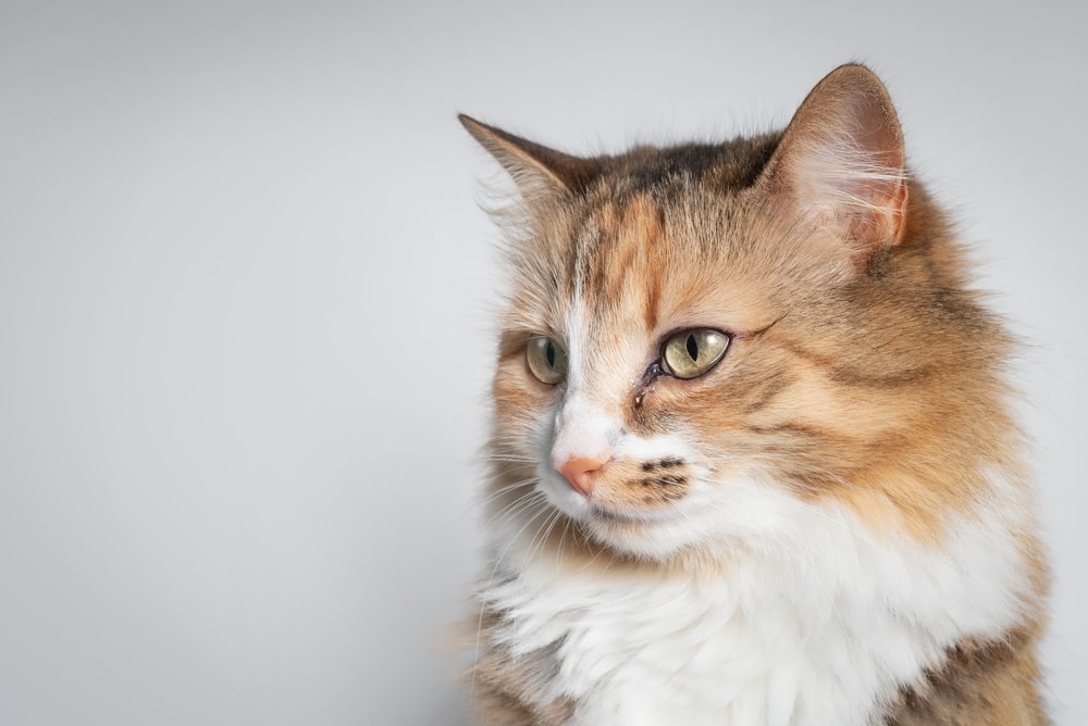 Cat with teary eye from conjunctivitis, feline herpes virus or allergy.