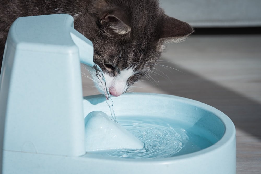 Cat with water dispenser