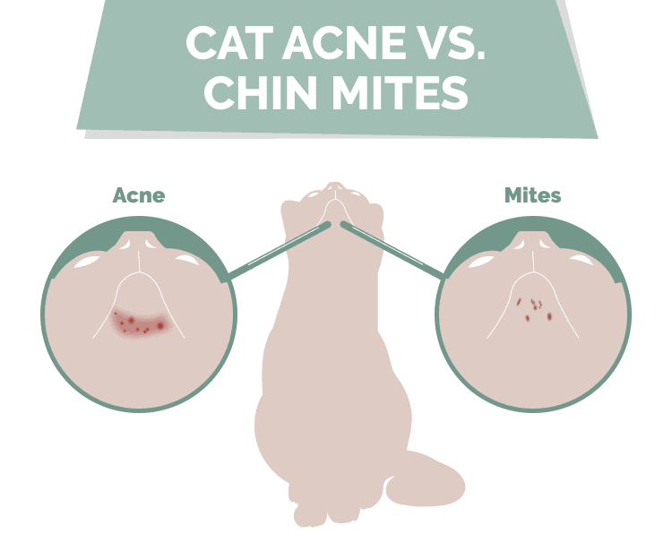cat acne vs chin mites